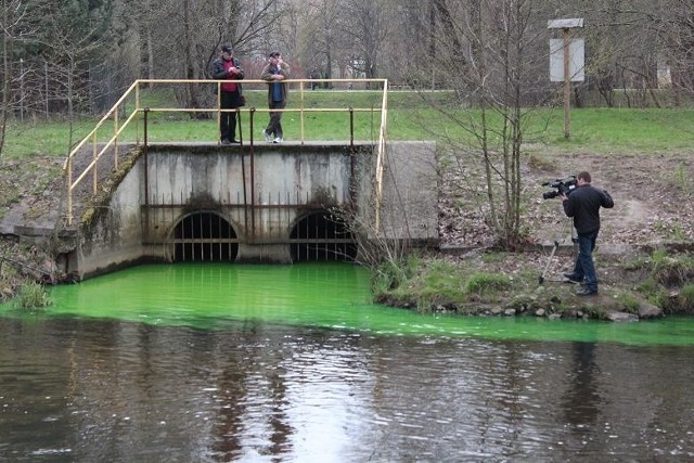 Zielona woda spływa do Słupi.