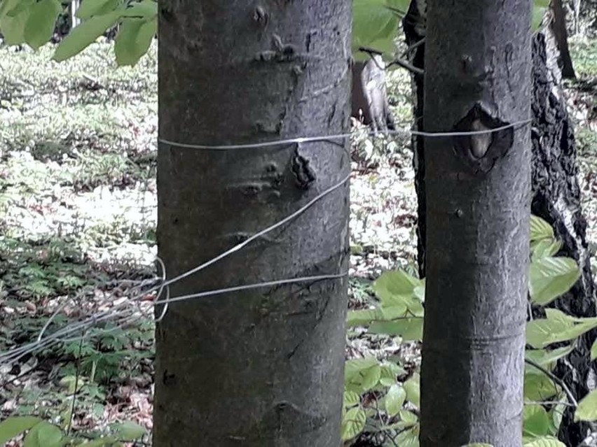 Niebezpieczne pułapki w lesie w Kielcach. Kto je rozstawia? (ZDJĘCIA)