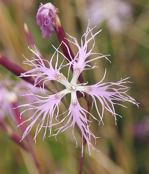 Na zdjęciu: Dianthus superbus sfotografowana przez Bernda Haynolda udostępniona na licencji: Creative Commons Uznanie autorstwa &#8211; Na tych samych warunkach 2.5.