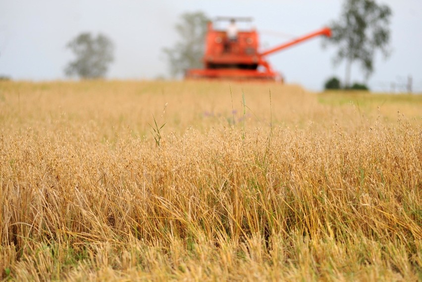 Najniższą cenę owsa odnotowano w woj. śląskim - 52,41 zł/dt,...