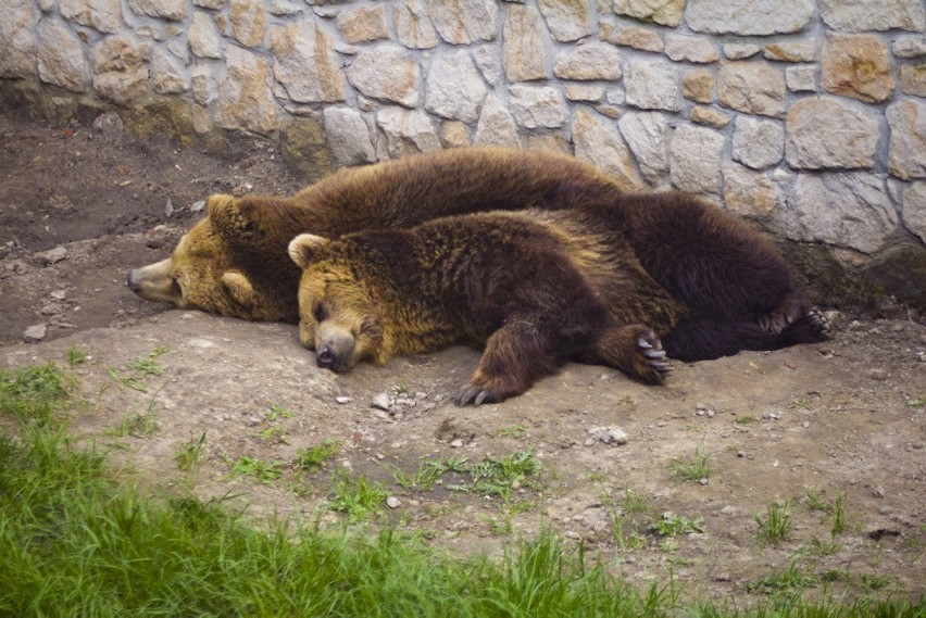 Od początku roku liczba zwiedzających zoo przekroczyła już...