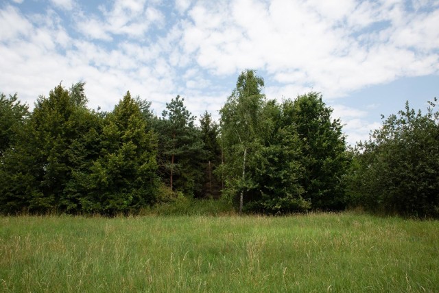 Lasek Czyżyński to bardzo urokliwe i cenne przyrodniczo miejsce. Mieszkańcy chcą jego ochrony