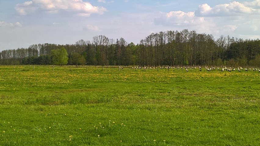 Setki bocianów w Oborczyskach! [ZDJĘCIA]