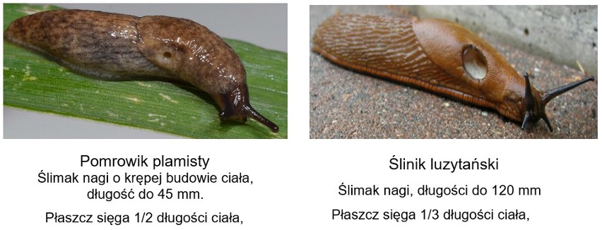 Porównanie morfologii ciała gatunków ślimaków powodujących...