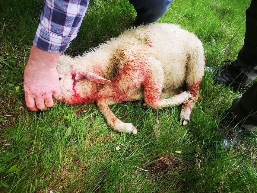 Atak wilków na owce w Łabowcu