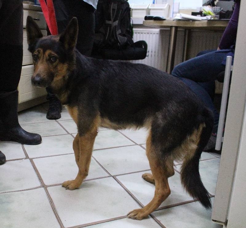 Porzucił psa w lecznicy "Pod Koniem" w Łodzi. W drugi dzień świąt przywiązał psa do krzesła w poczekalni i wyszedł