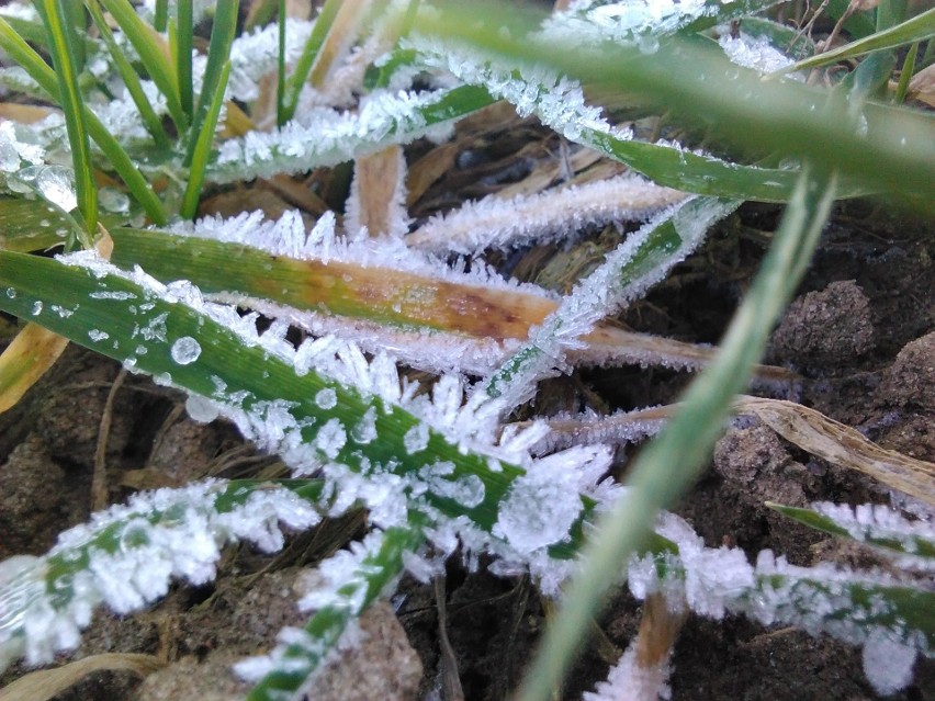 Natura rzeźbi mrozem w uprawach [zdjęcia]