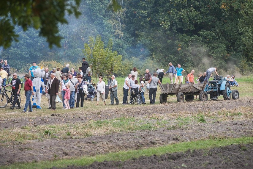 Festiwal Ziemniaka 2016 w Radomiu. Były tłumy