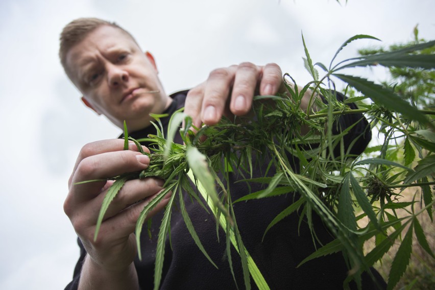 Plantacja konopi powstała niedaleko Słupska, pod...