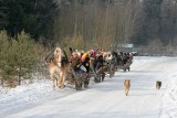 W końcu rozpoczął się sezon na kuligi [podajemy cennik]