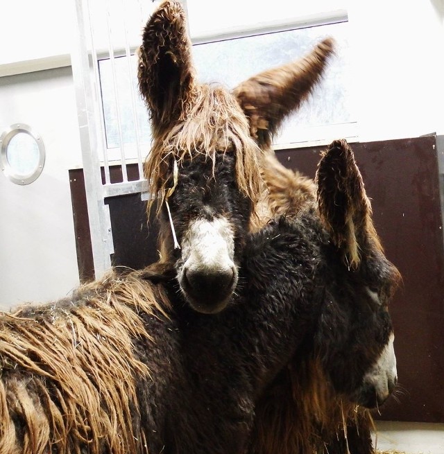 Dwie samiczki osła Poitou można już zobaczyć w chorzowskim zoo.