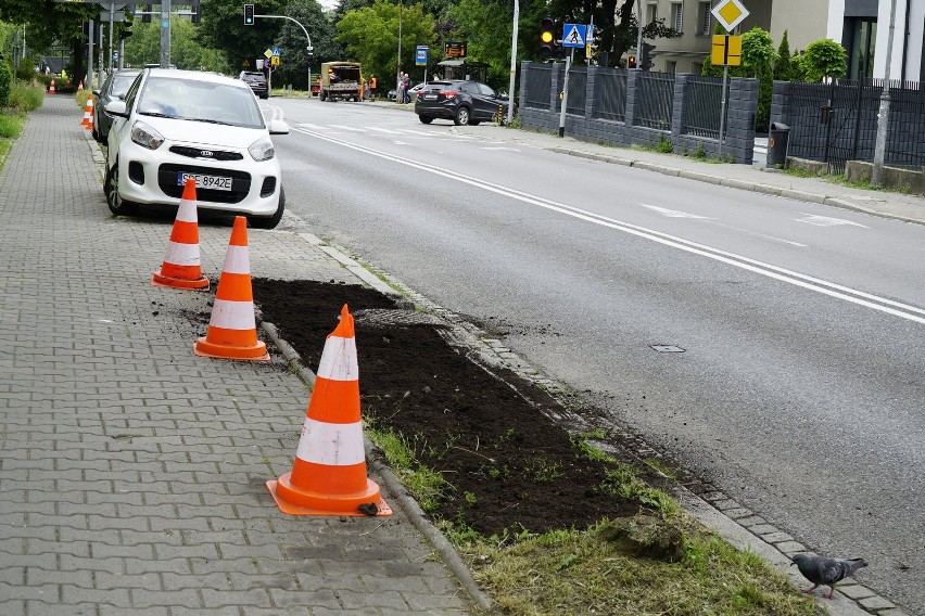 Zielone? Nie parkuję! W Katowicach ruszyła rewitalizacja zieleńców rozjeżdżanych przez kierowców