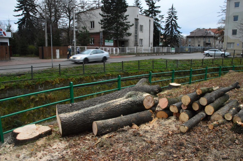 Myślenice. Wycinka drzew w centrum miasta. I protest grupy mieszkańców [ZDJĘCIA]