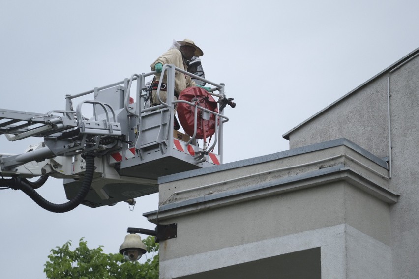 Strażacy i pszczelarze w akcji na ulicy Świętopełka