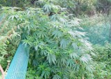 Plantatorzy nielegalnej marihuany wpadają na coraz to nowe pomysły uprawiania narkotyków