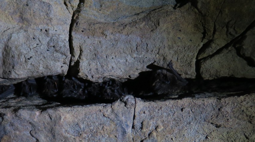Speleolodzy liczą nietoperze na Podkarpaciu. Sprawdzili stary tunel i sztolnie, w których zimują te ssaki [ZDJĘCIA]