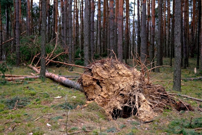 Gmina Dąbrówka po wichurze 19/20 lutego