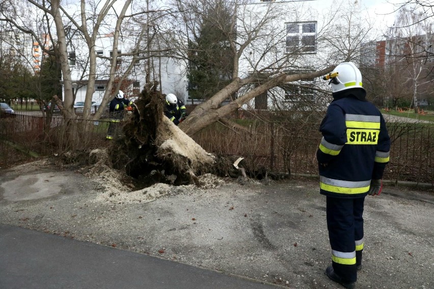 Wrocław po czwartkowej wichurze