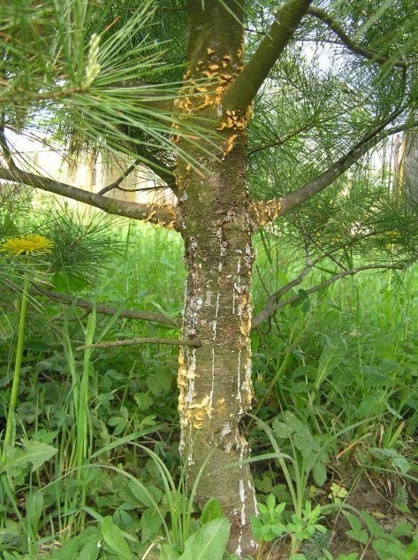 Grzyby Cronartium ribicola rozwijają się na sosnach i...