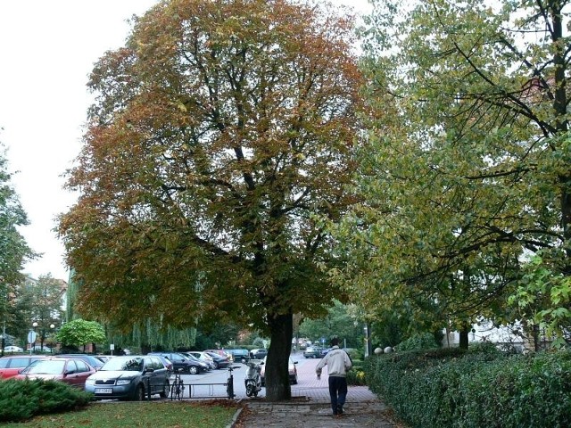 Nasz Czytelnik zwrócił uwagę na chore kasztany, które znajdują się w centrum miasta.