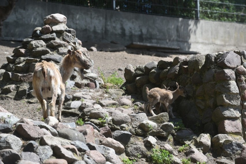 W ostatnim czasie w zoo urodziło się kilka młodych zwierząt....