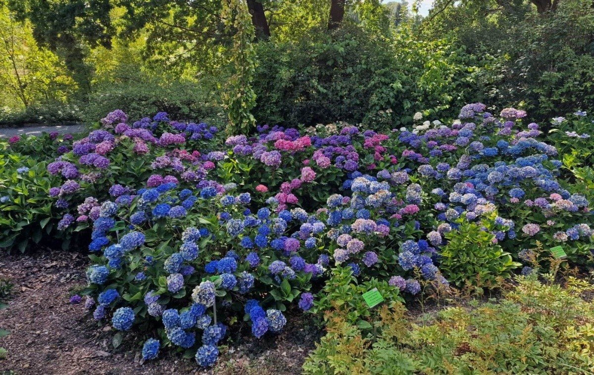 Arboretum w Wojsławicach. Tutaj jest jak w raju. Właśnie kwitną setki  krzewów hortensji | Gazeta Lubuska