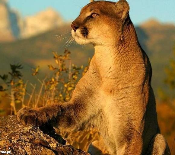 Puma uciekła z ZOO - artykuły | Nowa Trybuna Opolska