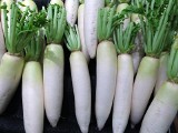 Biała rzodkiew - to dzieje się z organizmem, kiedy włączysz to warzywo do diety