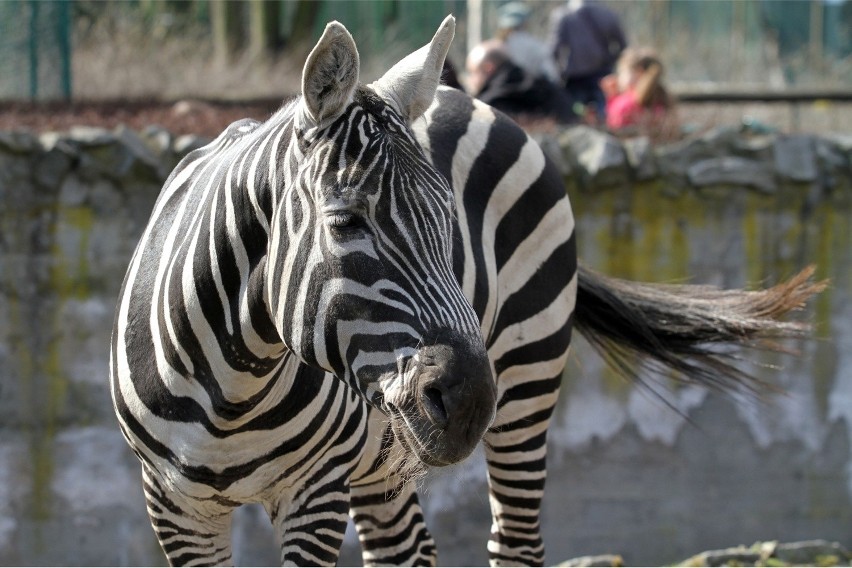 Bilet do zoo tylko do końca marca kosztuje 20 zł. Potem...