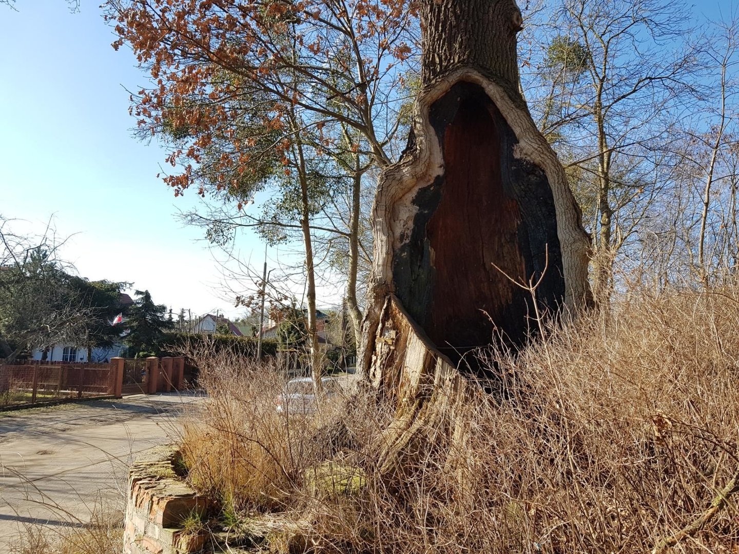 450-letni dąb przy Grunwaldzkiej w Toruniu - pnia tego pomnika przyrody nie  zniszczyła natura. Czytelnik obawia się o kondycję drzewa | Nowości  Dziennik Toruński