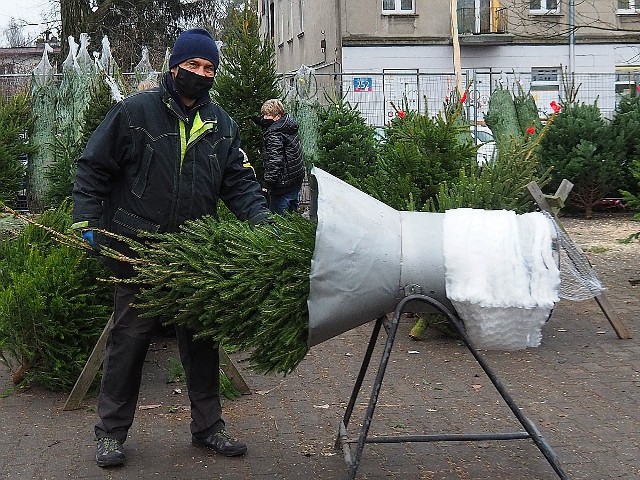 - Ruch jest coraz większy, ale prawdziwego tłumu klientów spodziewamy się w następny weekend – mówi właściciel stoiska z choinkami na Górniaku. - Ceny drzewek zależą przede wszystkim od ich wielkości i zaczynają się od 30 zł. Za dużą, symetryczną choinkę zapłacimy 120-140 zł.