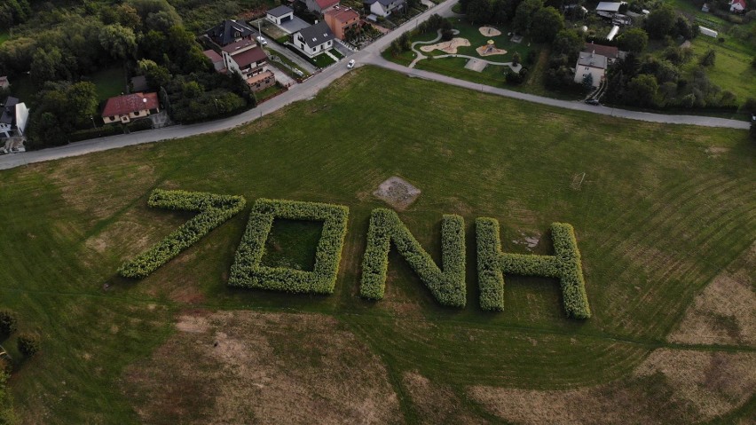 Słonecznikami uczcili 70. urodziny Nowej Huty [ZDJĘCIA]