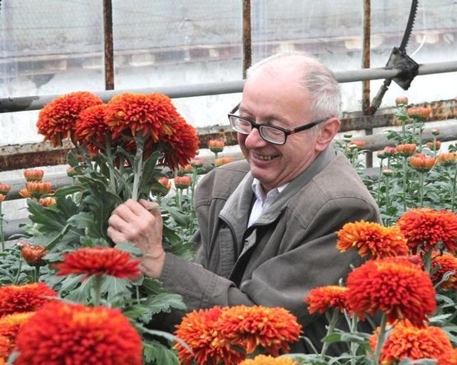 Edward Galus, zastępca dyrektora w Rejonowym Przedsiębiorstwie Zieleni w Kielcach, od wielu lat odpowiada za uprawę chryzantem i sprowadzanie ich nowych odmian.