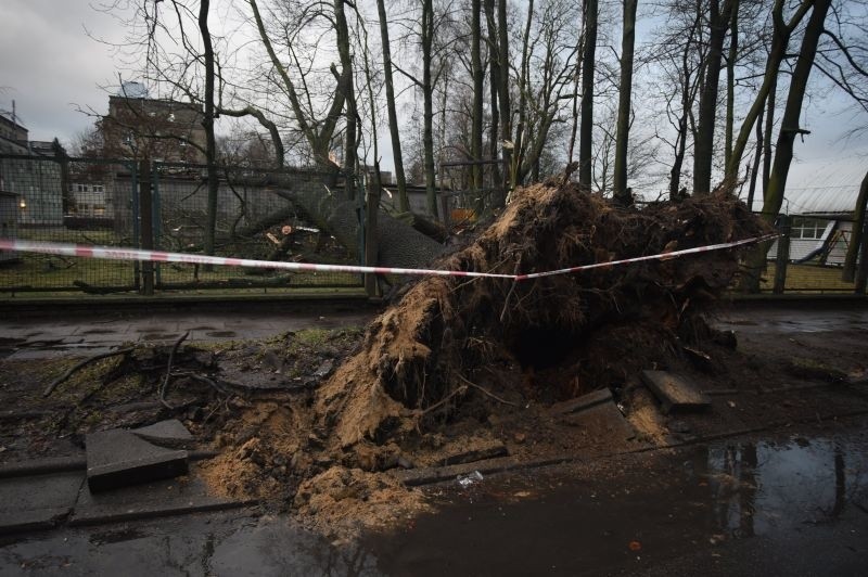 Powalone drzewa i znaki drogowe! W Łodzi wiało dzisiaj z prędkością 90 km/h  [zdjęcia]