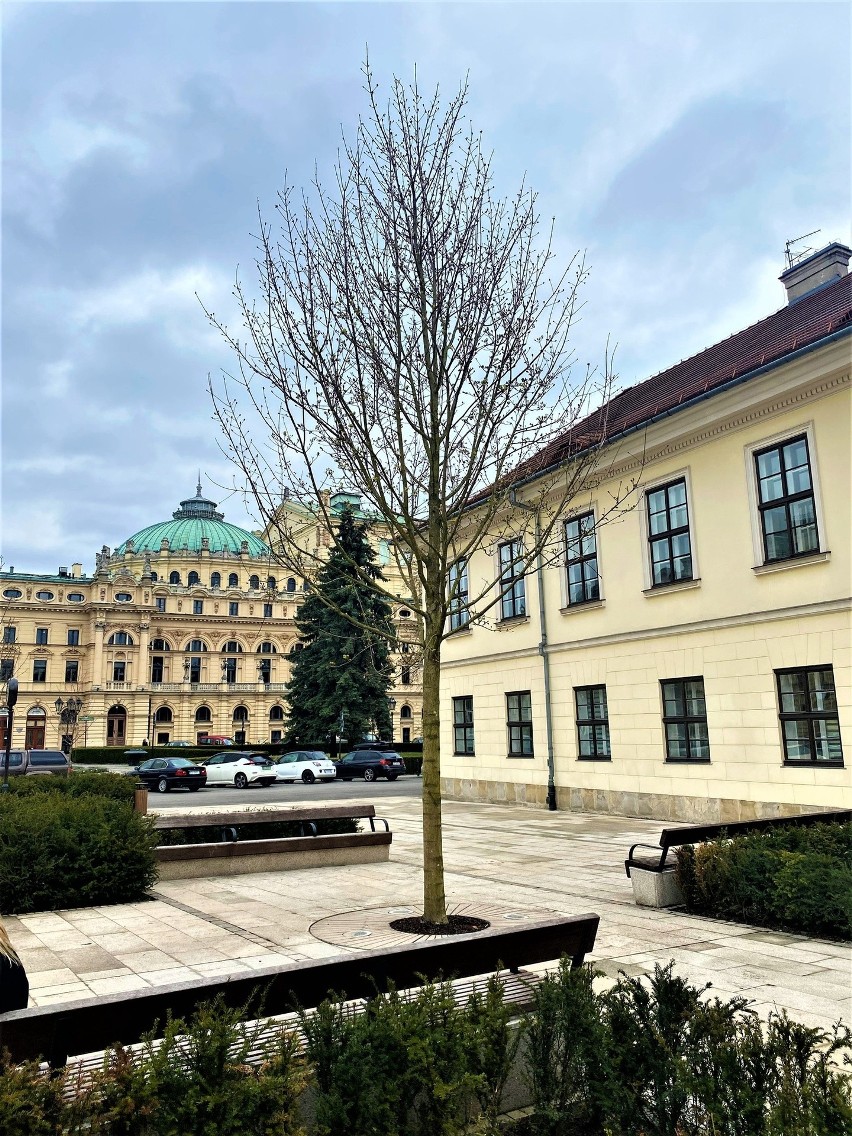 Kraków. Jedyne duże drzewo na placu Świętego Ducha już podmienione