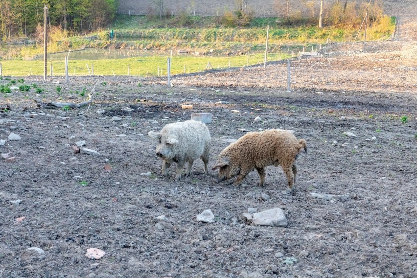 Skrzyżowanie świni i owcy? Nietypowe zwierzęta hoduje rolnik niedaleko Krempnej. Mięso z Mangalic jest zdrowsze niż tran! [FOTO]