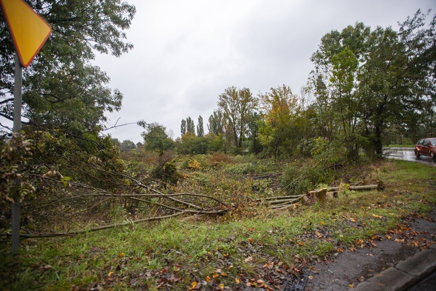 Postępuje wycinka drzew pod budowę trasy S7 w Krakowie i na północnym odcinku Małopolski [ZDJĘCIA]