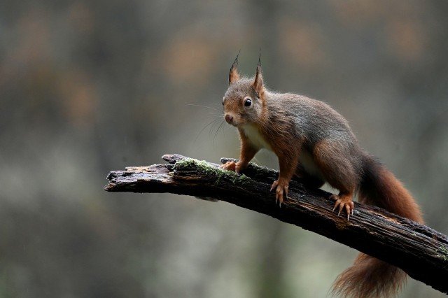 Wiewiórki nie zapadają w sen zimowy, dlatego jesienią gromadzą zapasy i szukają schronienia.