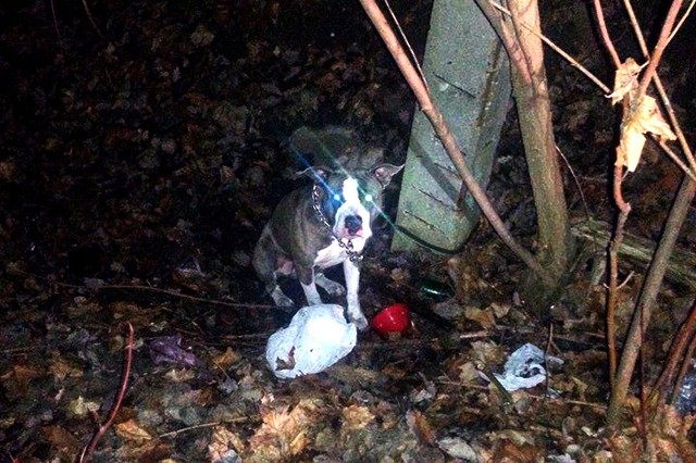 W Łodzi oprócz policji takimi sprawami zajmują się strażnicy miejscy ze specjalnie powołanej do tego sekcji Animal Patrol