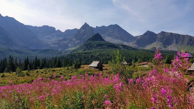 Hala Gąsienicowa to jedno z najpiękniejszych miejsc w Tatrach. Internauci dzielą się zdjęciami Hali na początku sierpnia, gdy kwitnie wierzbówka. Zapraszamy do galerii.