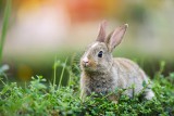 Czy królik miniaturka jest łatwy w opiece?             