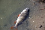 Śnięte ryby w zalewie Dziećkowice. Prokuratura w Mysłowicach prowadzi śledztwo