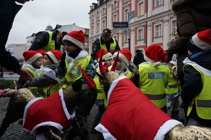 Poznańskie koziołki w świątecznych strojach