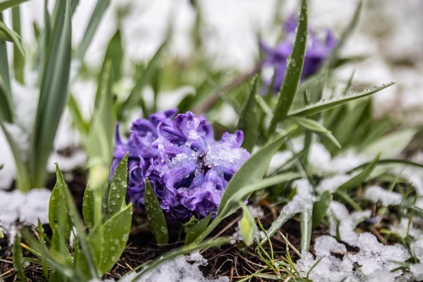 Kraków. Ale mamy piękną zimę tej wiosny. Opady śniegu, brak prądu. Jest alert RCB! Ostrzeżenie: uwaga na oblodzenie i opady!