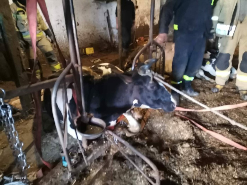 Krowy wpadły do szamba. Dwóch z nich nie udało się uratować. Do zdarzenia doszło w Ołdakach, 19.02.2024