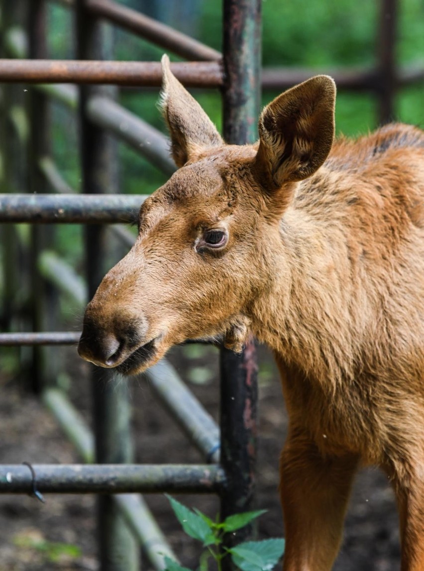 W myślęcińskim zoo przybyło ostatnio mieszkańców. Urodzili...