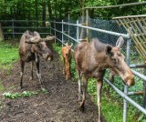 Nowi lokatorzy w bydgoskim zoo. Poznajcie łosia Lukra, małego kangurka i muflony! [zdjęcia] 