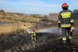 W Polsce znów podpalane są trawy. Ponad 1,1 tys. pożarów w weekend, a przecież za wypalanie można stracić dopłaty