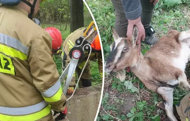 Skuteczna akcja ratowania kozy, która utknęła w głębokiej studni w gminie Ożarów.