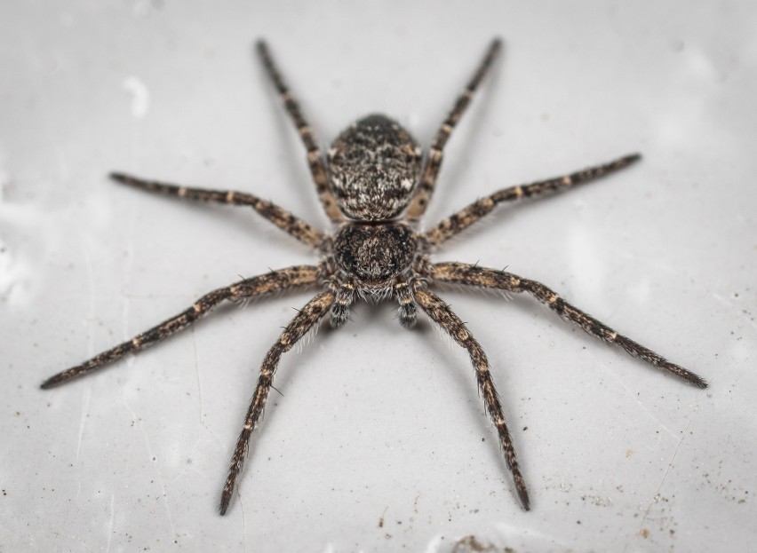 Bagnika nadwodnego uznaje się za największego pająka w...